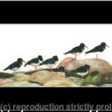 61. Oystercatcher – statues