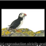 62. Puffin - good catch