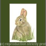 63. Rabbit – A peaceful afternoon