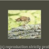 65. Short eared owl – a great launch pad