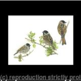 66. Reed Bunting – from every angle
