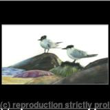 68. Sandwich Terns – Taking a breather 