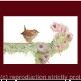 69. Wren – Guarding territory