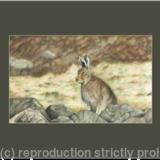 71. Mountain Hare - Fully alert