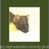 72. Pine Marten – An able hunter