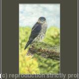 74. Merlin – Only a pause