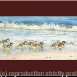 75. Shelduck Ducking – morning stroll