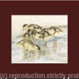 76. Shelduck Ducklings – Staying together