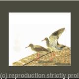 79. Redshank – Limbering up