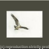 81. Osprey – Feeding Young