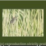 84. Sedge Warbler – A gentle breeze.