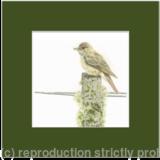 85. Spotted Fly-catcher – Small Pickings