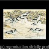 87. Avocet - Enjoying the beach 