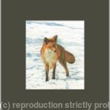 88. Fox - Foraging in the snow