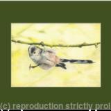 89. Long-tailed Tit - I’d do anything for a nut