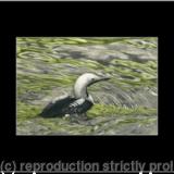 90. Black-throated Diver - Solitude 