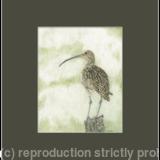 91. Curlew - Sentinel