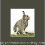 92. Hare - Kitted out for summer