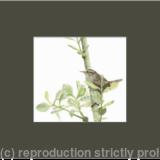 93. Wren - Territorial