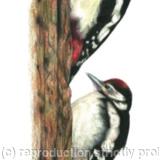 6. Great Spotted Woodpecker - learning the ropes