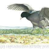 13. Coot - In the Shallows