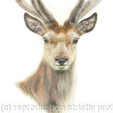 17. Red Deer - Always alert