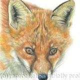 19. Fox - you've been spotted.