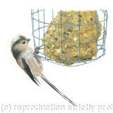 20. Long tailed Tit - breaking in!