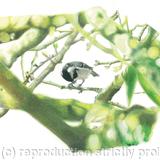 30. Coal Tit - a prized nut