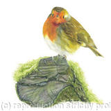 31. Robin - A quiet spot.