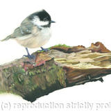 36. Coal Tit – A prime location