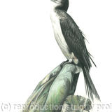 37. Cormorant - Waiting for the tide.