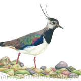 39. Lapwing - Foraging