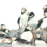 47. Puffins - A safe place.