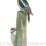 50. Great Spotted Woodpeckers - Favorite post 