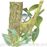 53. Blue Tit – Hiding in the shadows.