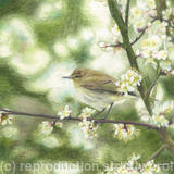 55. Chiffchaff – An unmistakable song