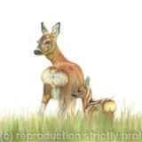 56. Roe Deer – Mother and child.
