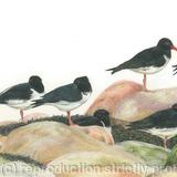 61. Oystercatcher – statues