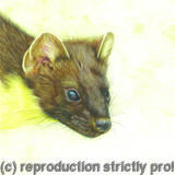 72. Pine Marten – An able hunter 