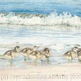 75. Shelduck Ducking – morning stroll