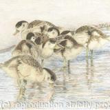 76. Shelduck Ducklings – Staying together.