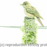 85. Spotted Flycatcher – Small Pickings