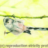 89. Long-tailed Tit - I’d do anything for a nut