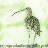 91. Curlew - Sentinel