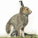 92. Mountain Hare - Kitted out for summer 
