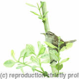 93. Wren - Territorial 