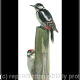 50. Great Spotted Woodpeckers - Favorite post