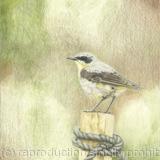 94. Wheatear - Vantage Point