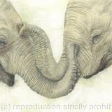 97. Elephants - Friends Comfort